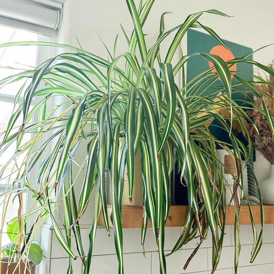 Mature variegated spider plant growing indoors near a bright window