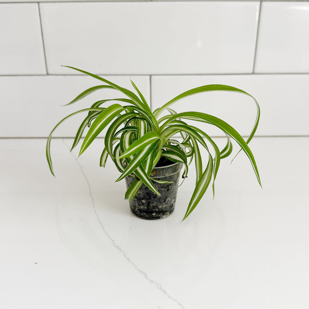 Bonnie Spider Plant with curly green and white variegated leaves growing in a 2-inch clear nursery pot.