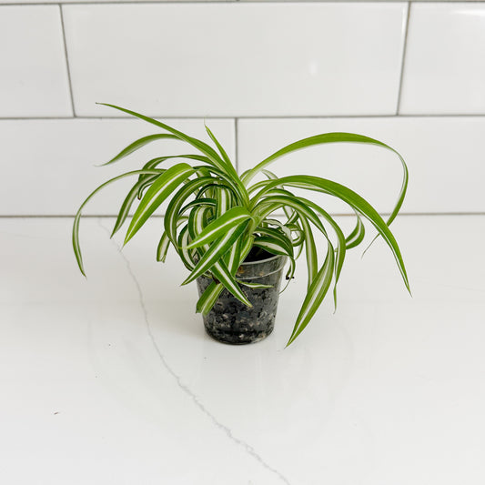 Bonnie Spider Plant with curly green and white variegated leaves growing in a 2-inch clear nursery pot.