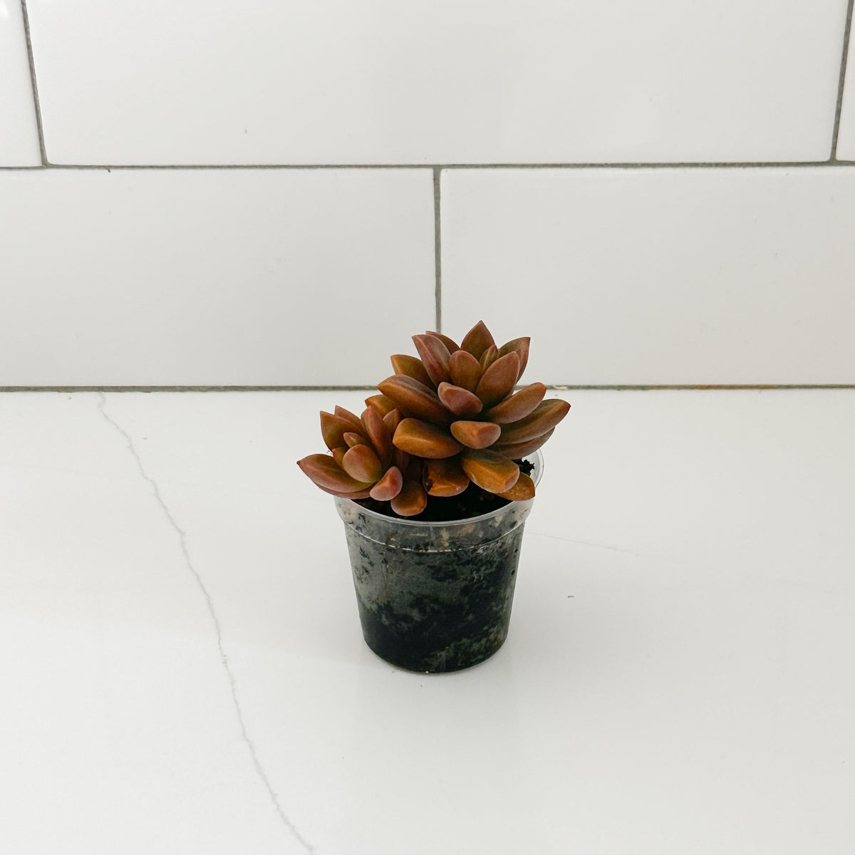 California Sunset succulent in a 2 inch clear nursery pot showing compact peach and bronze rosette growth.