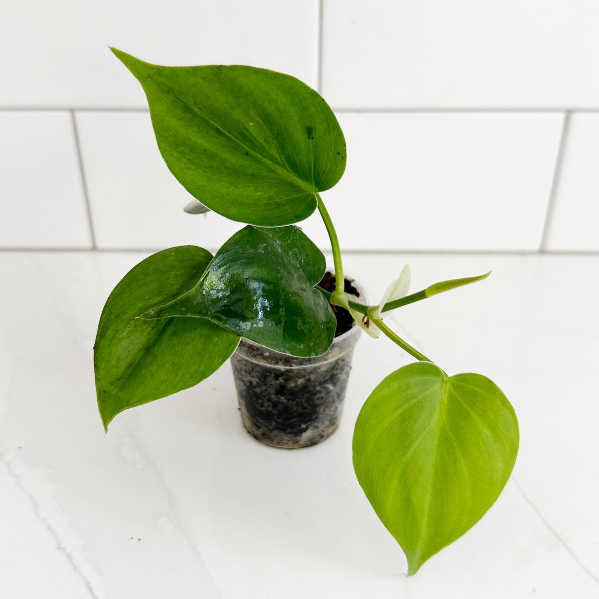 Heartleaf Philodendron starter plants with green heart-shaped leaves and new growth in a 2-inch clear nursery pot.