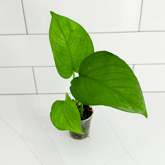 Jade Pothos starter plants with solid green heart-shaped leaves growing in a 2-inch clear nursery pot.