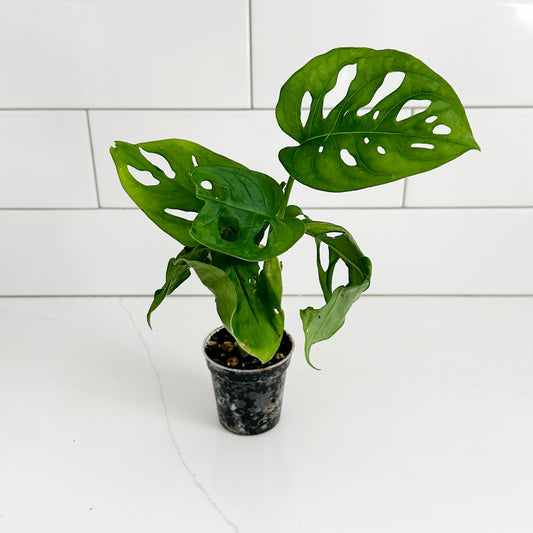 Monstera Adansonii starter plant with green fenestrated leaves growing in a 2-inch clear nursery pot.