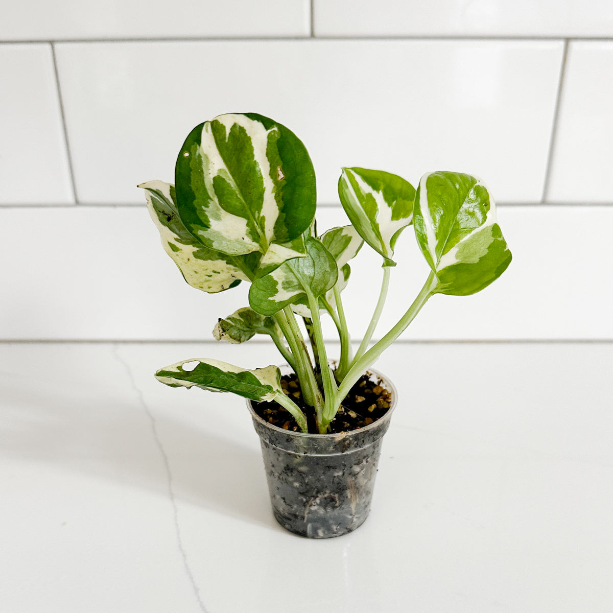 N’Joy Pothos starter plant with green and creamy white variegated leaves growing in a 2-inch clear nursery pot.