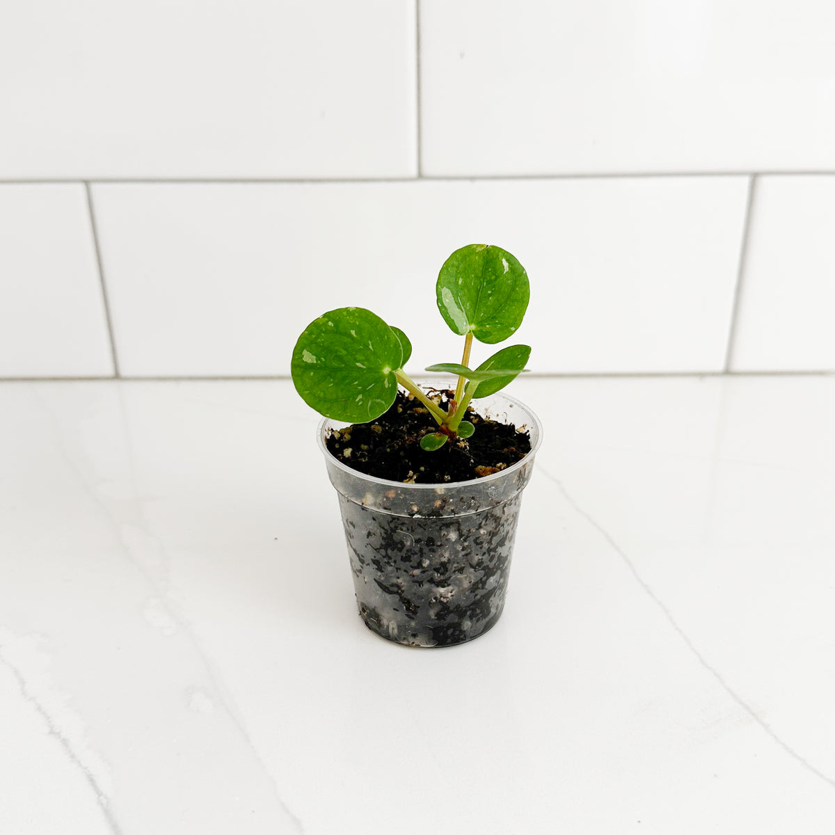 Variegated Chinese Money Plant starter with round green leaves and light variegation growing in a 2-inch clear nursery pot.