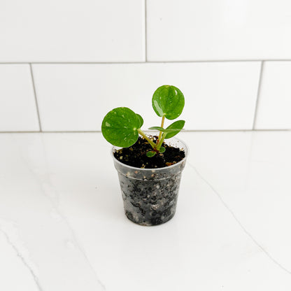 Variegated Chinese Money Plant starter with round green leaves and light variegation growing in a 2-inch clear nursery pot.