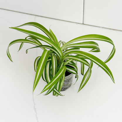Bonnie Spider Plant starter plant showing its cascading curly green and white striped foliage.