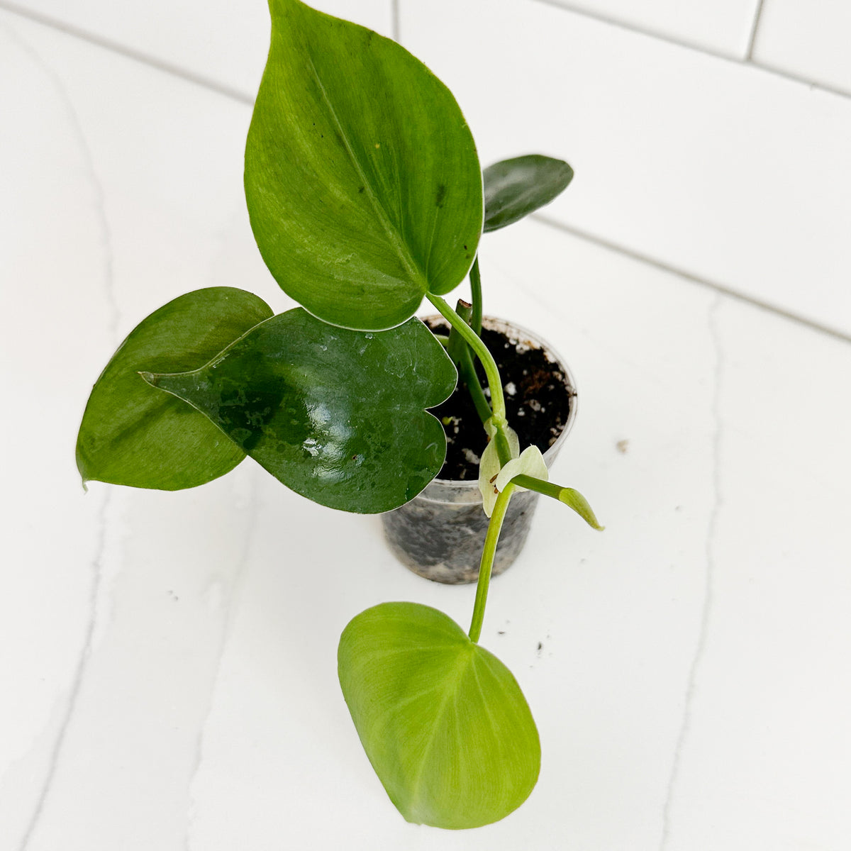 Angled view of Heartleaf Philodendron starter plants showing green heart-shaped foliage and new growth in a clear nursery pot.