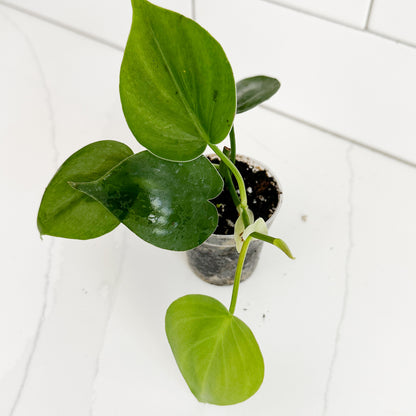 Angled view of Heartleaf Philodendron starter plants showing green heart-shaped foliage and new growth in a clear nursery pot.
