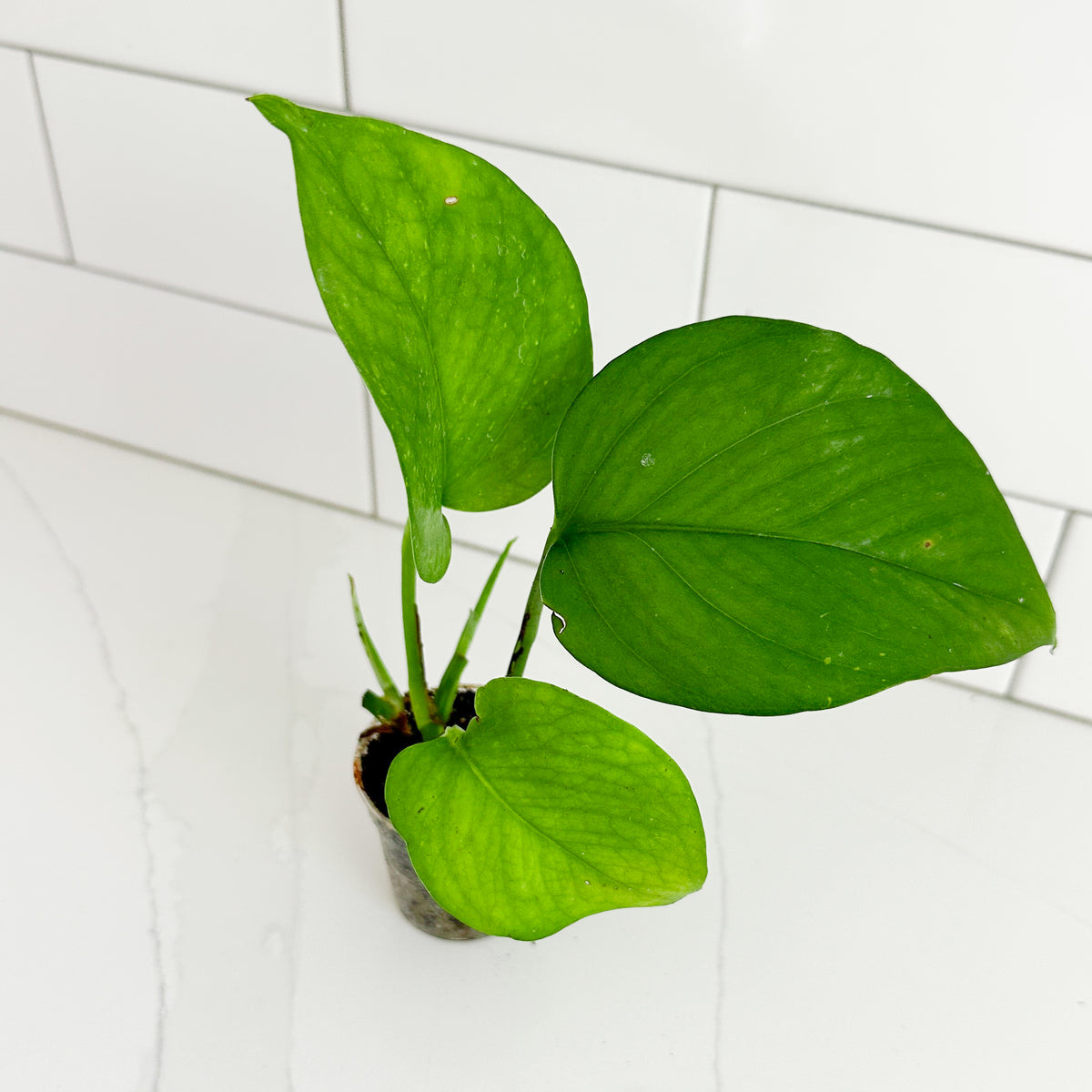 Angled view of Jade Pothos starter plants showing healthy green heart-shaped foliage in a 2-inch clear nursery pot.