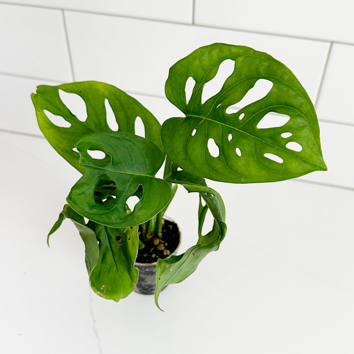 Monstera Adansonii starter plant showing its green foliage and naturally fenestrated Swiss cheese leaves.