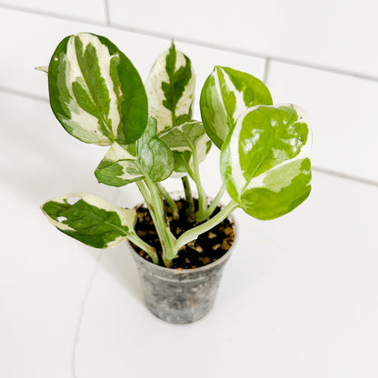 Angled view of N’Joy Pothos starter plant showing green and creamy white variegated foliage in a 2-inch clear nursery pot.