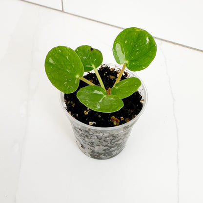 Top view of a Variegated Chinese Money Plant showing round green leaves with subtle light variegation in a clear nursery pot.