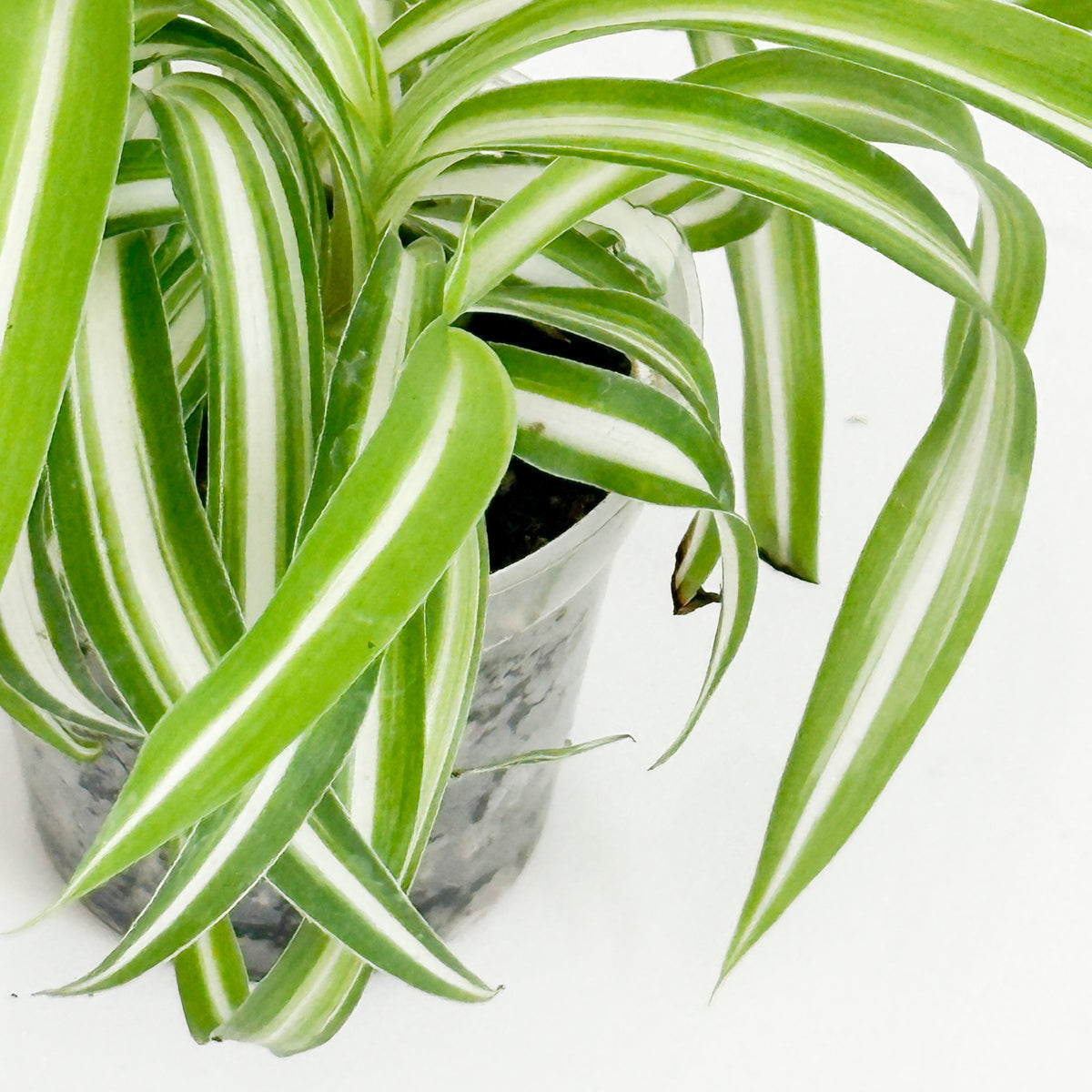 Close-up of Bonnie Spider Plant leaves showing the distinctive curled foliage and green and white variegation.