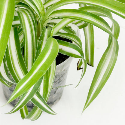 Close-up of Bonnie Spider Plant leaves showing the distinctive curled foliage and green and white variegation.