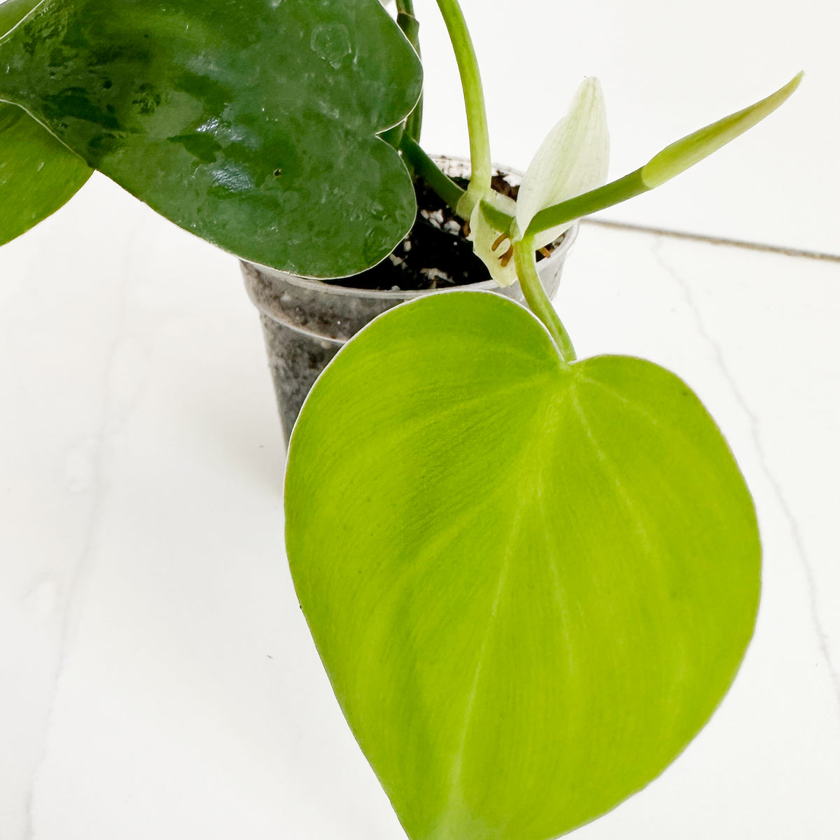 Close-up of Heartleaf Philodendron foliage showing green heart-shaped leaves and bright green new growth.