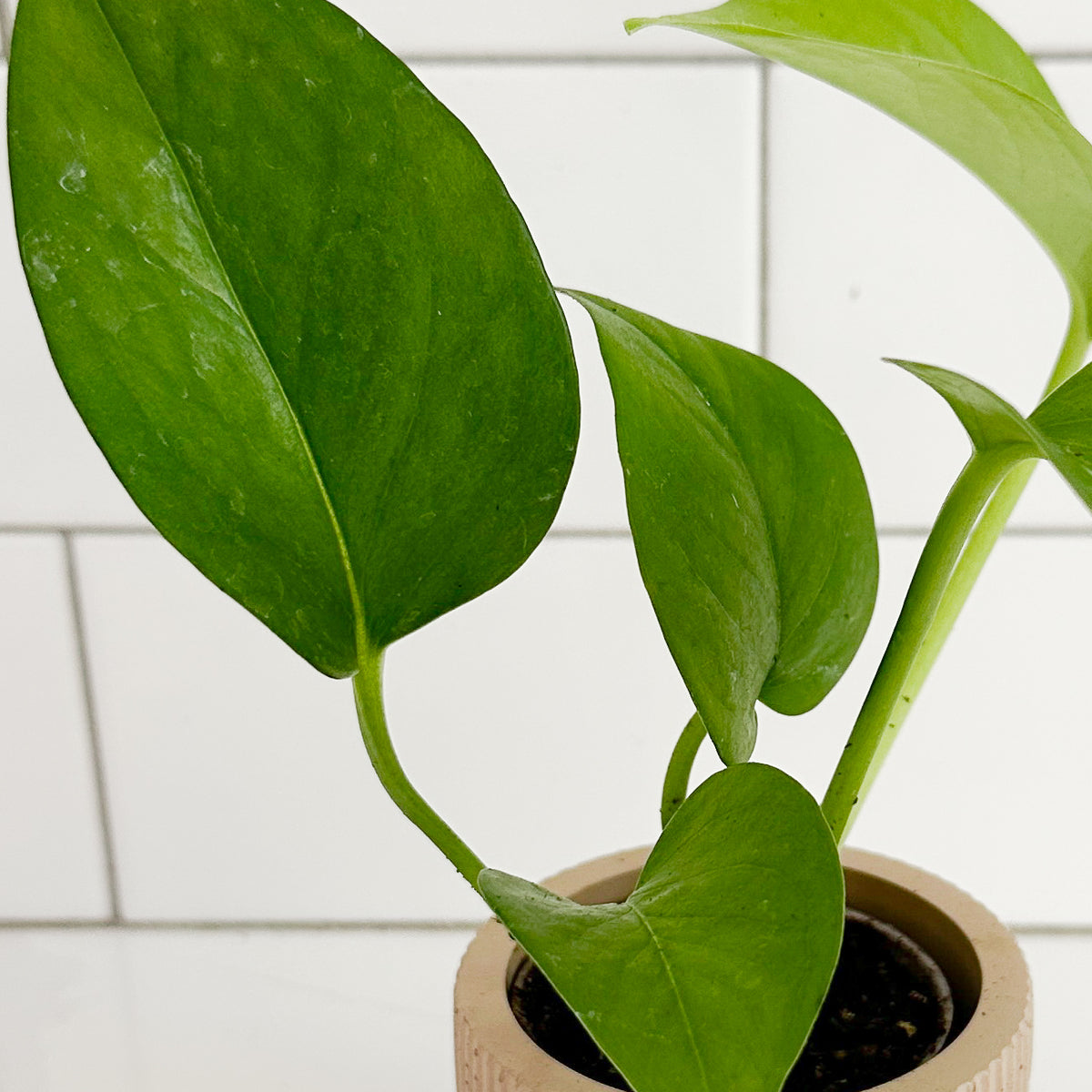 Close-up of Jade Pothos foliage showing glossy solid green heart-shaped leaves and natural leaf texture.