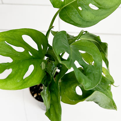 Close-up of Monstera Adansonii foliage showing the distinctive natural holes and green leaf texture.