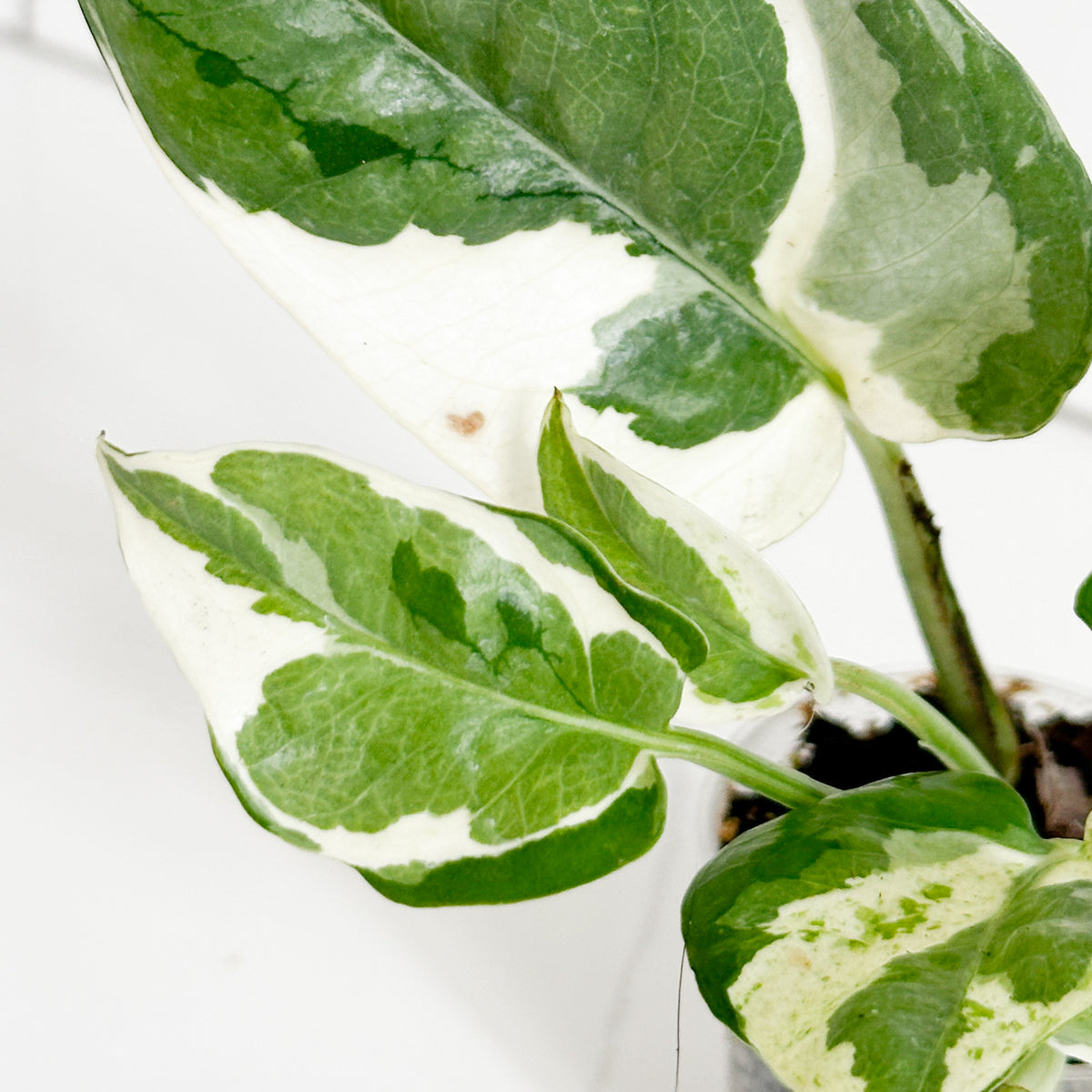 Close-up of N’Joy Pothos leaves showing distinctive green and creamy white variegation and natural leaf patterns.