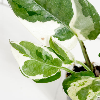 Close-up of N’Joy Pothos leaves showing distinctive green and creamy white variegation and natural leaf patterns.
