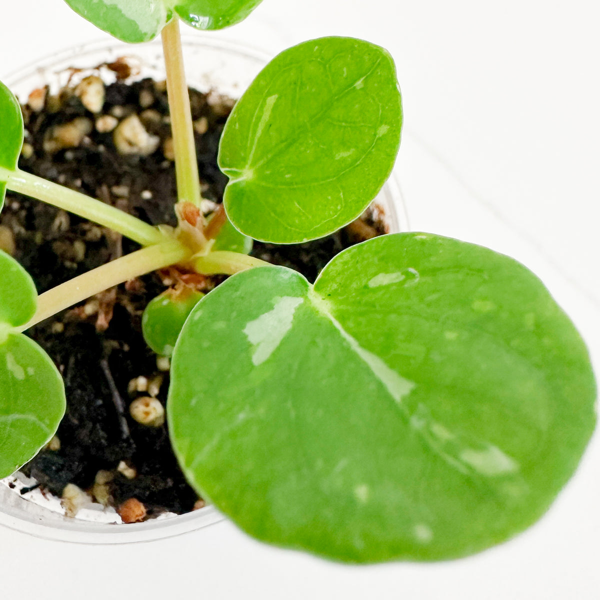 Close-up of Variegated Chinese Money Plant leaves showing light green and cream speckled variegation on round foliage.