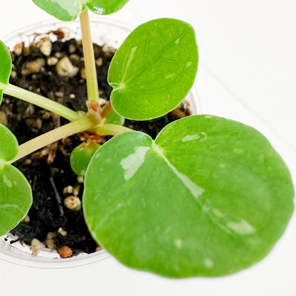 Close-up of Variegated Chinese Money Plant leaves showing light green and cream speckled variegation on round foliage.