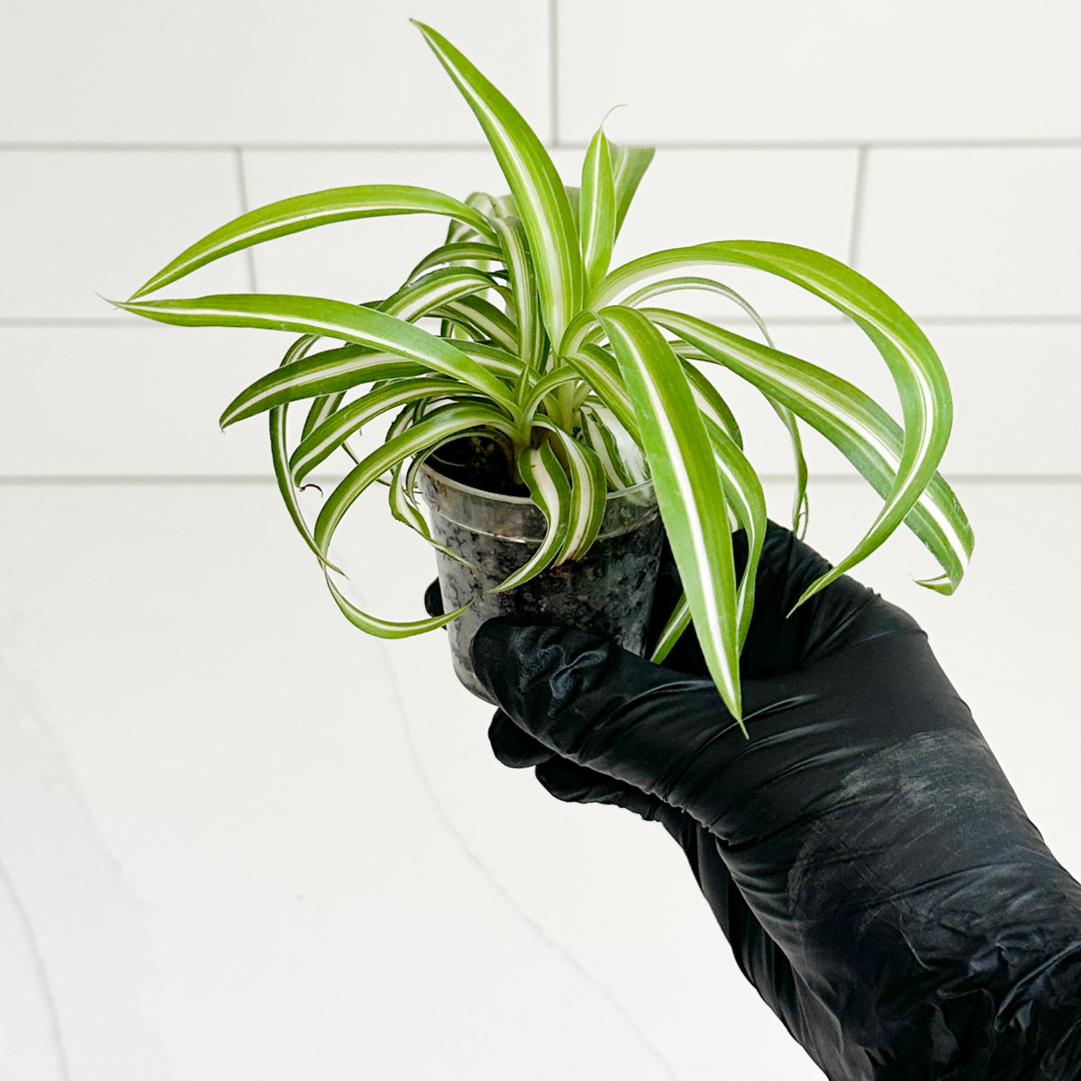 Bonnie Spider Plant held in one hand to show the approximate size of the rooted starter plant and 2-inch nursery pot.