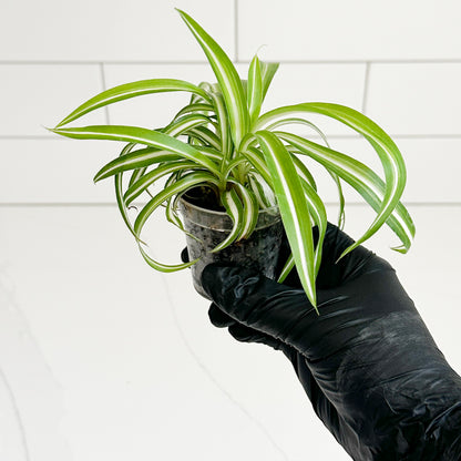 Bonnie Spider Plant held in one hand to show the approximate size of the rooted starter plant and 2-inch nursery pot.