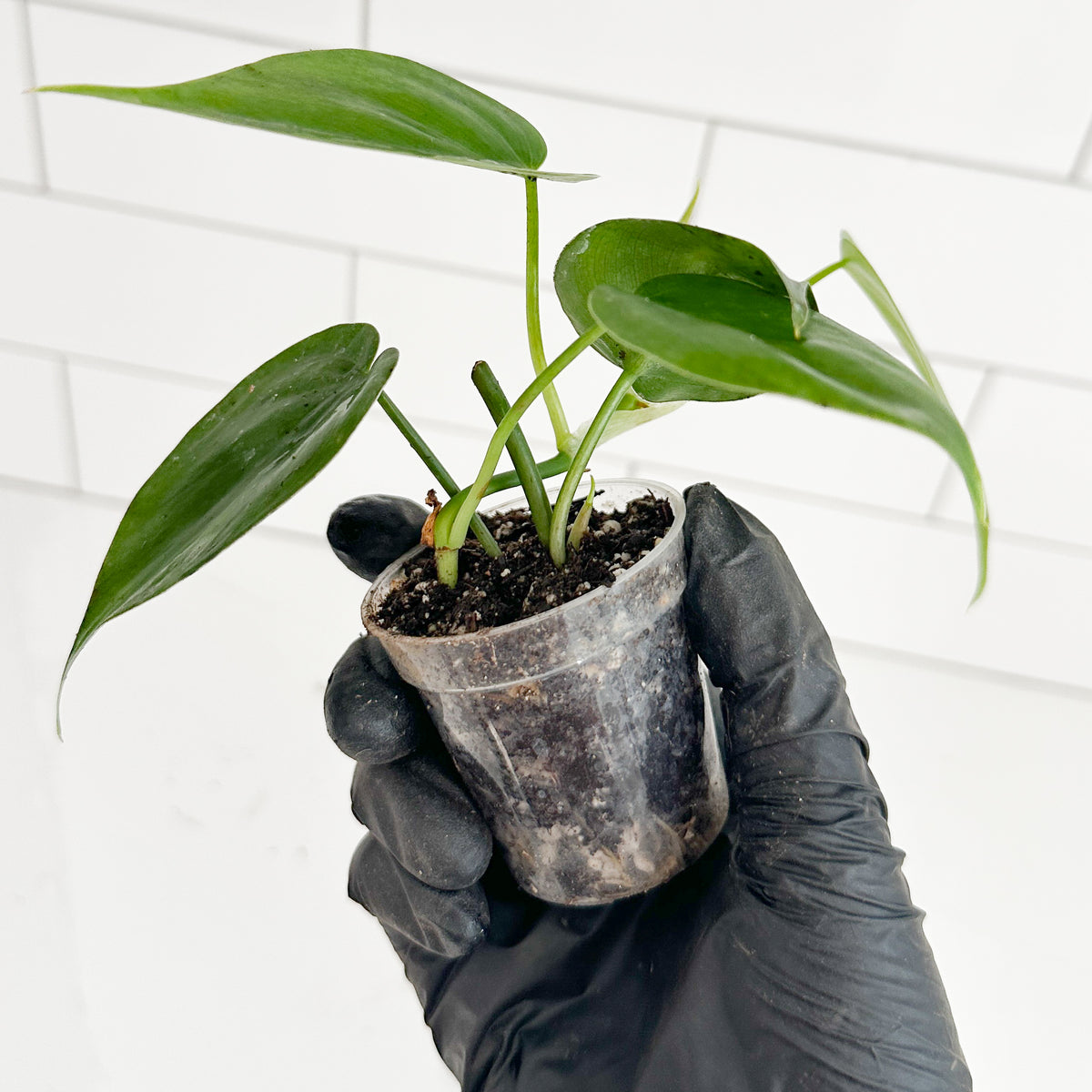 Heartleaf Philodendron starter plants held in hand to show the size and scale of the plant in its 2-inch clear nursery pot.