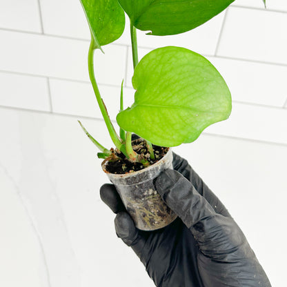 Jade Pothos starter plants held in hand to show the size and scale of the plants in a 2-inch clear nursery pot.