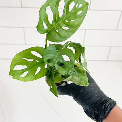 Monstera Adansonii held in one hand to show the approximate size of the rooted starter plant and 2-inch nursery pot.