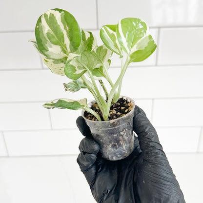 N’Joy Pothos starter plant held in hand to show the size and scale of the plant in its 2-inch clear nursery pot.