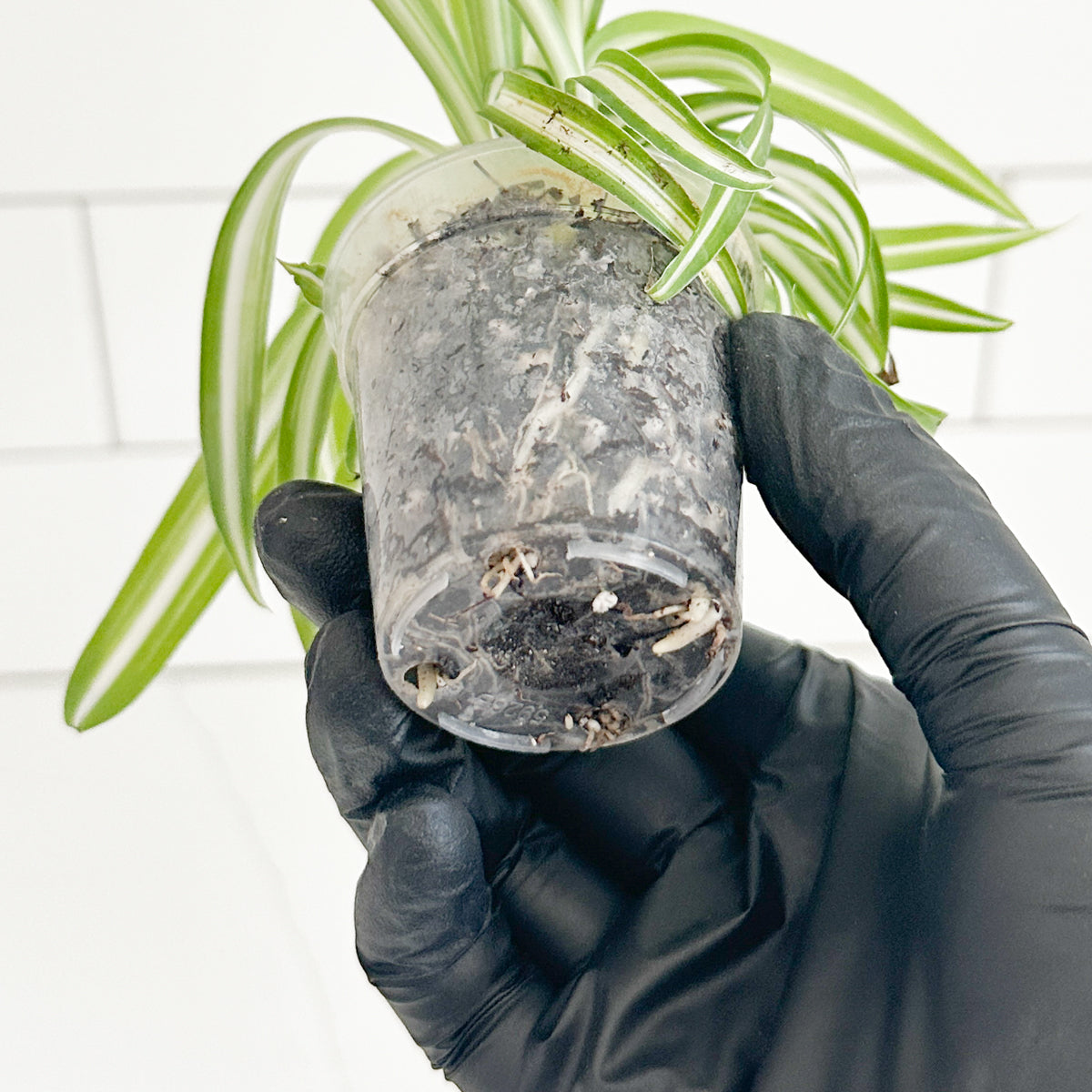 Root system of a Bonnie Spider Plant visible through the bottom and sides of its clear 2-inch nursery pot.