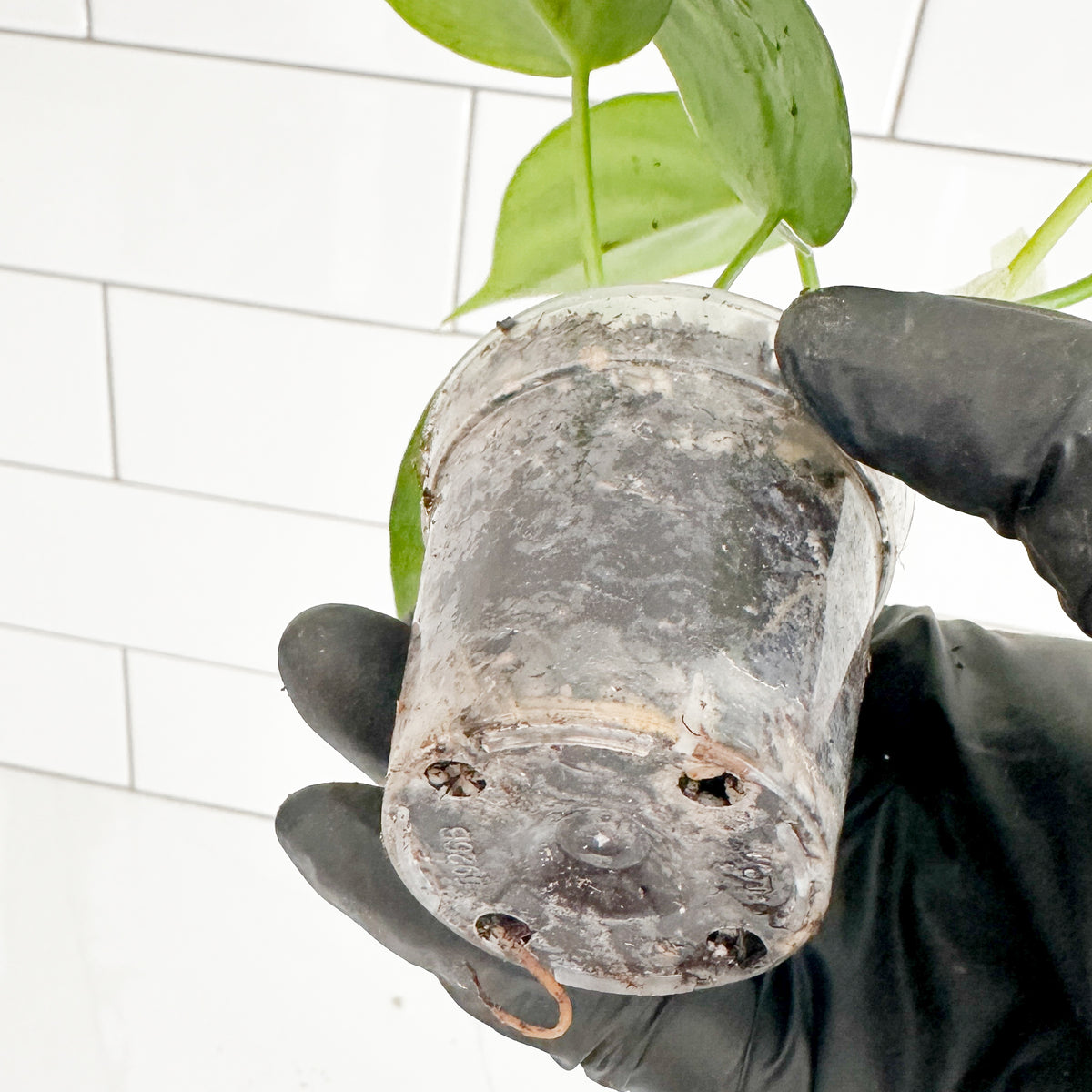 Close-up of Heartleaf Philodendron in a 2-inch clear nursery pot showing the potting mix and established root growth through the container.