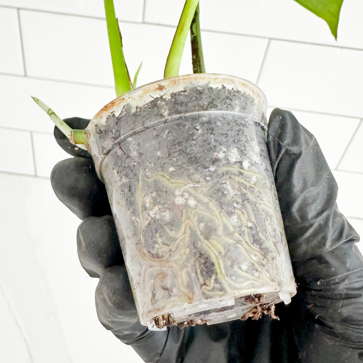 Close-up of Jade Pothos in a 2-inch clear nursery pot showing established root growth through the container.