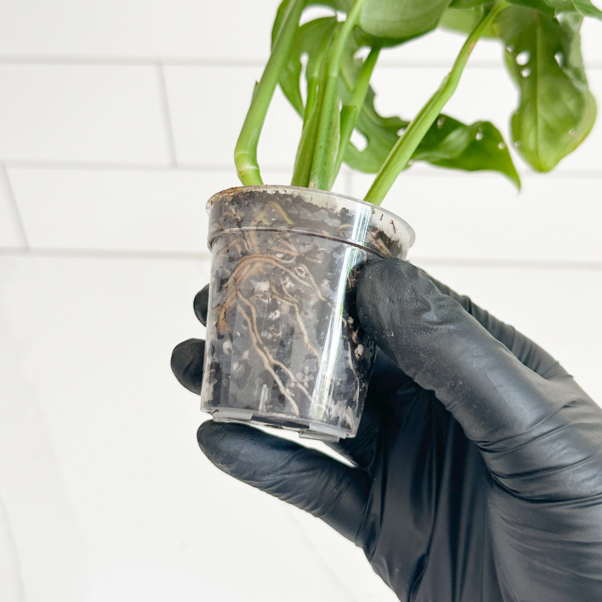 Healthy Monstera Adansonii root system visible through the clear 2-inch nursery pot.