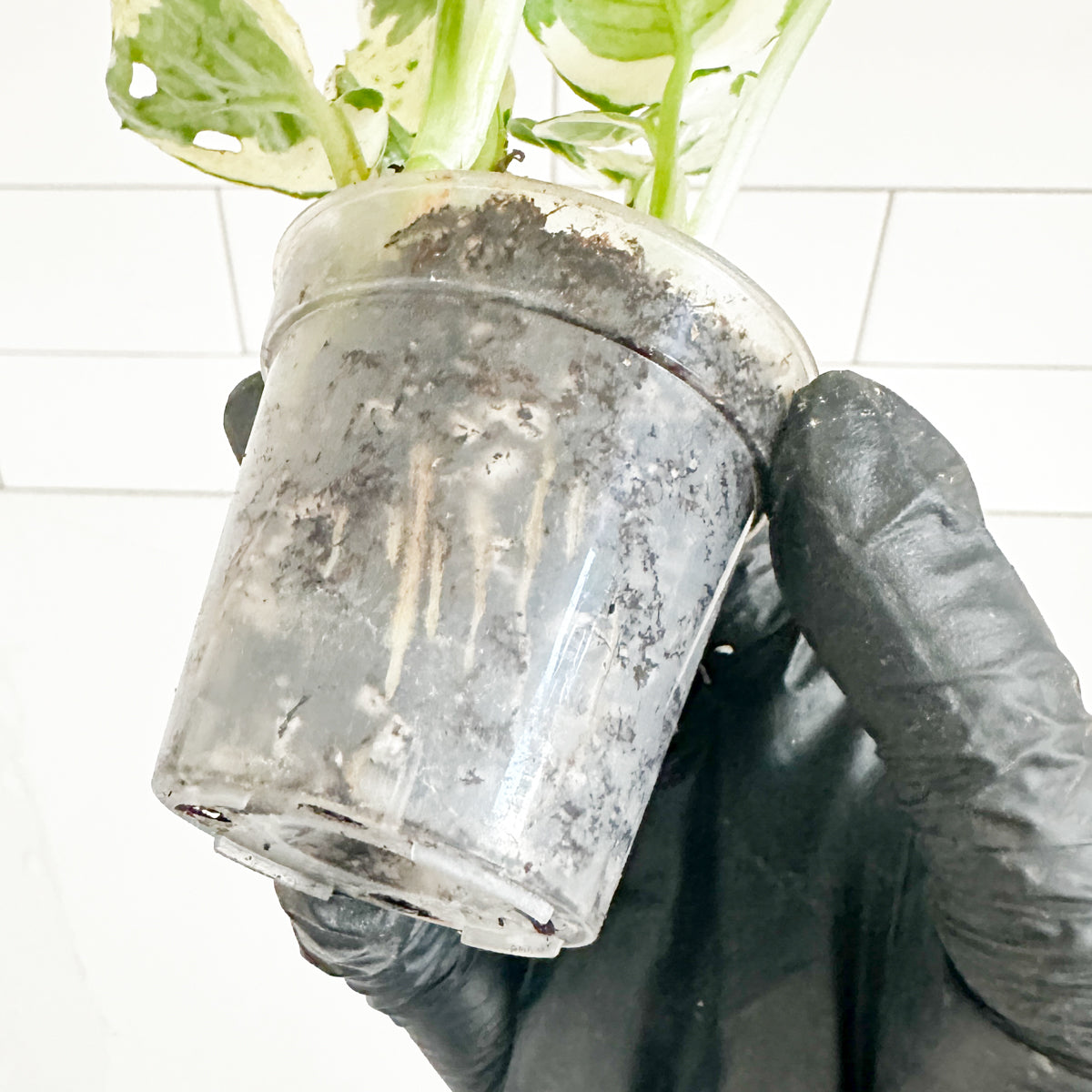 Close-up of N’Joy Pothos in a 2-inch clear nursery pot showing the potting mix and visible root growth through the container.