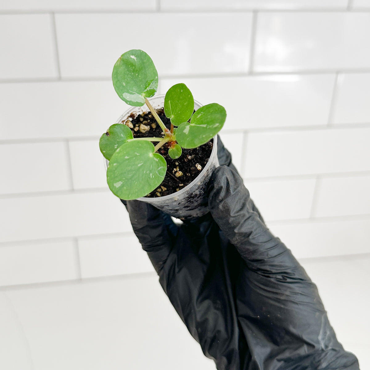 Variegated Chinese Money Plant starter held in hand to show the size and scale of the plant in its 2-inch clear nursery pot.