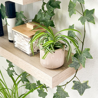 Bonnie Spider Plant displayed in a decorative planter on a wooden shelf surrounded by indoor houseplants.