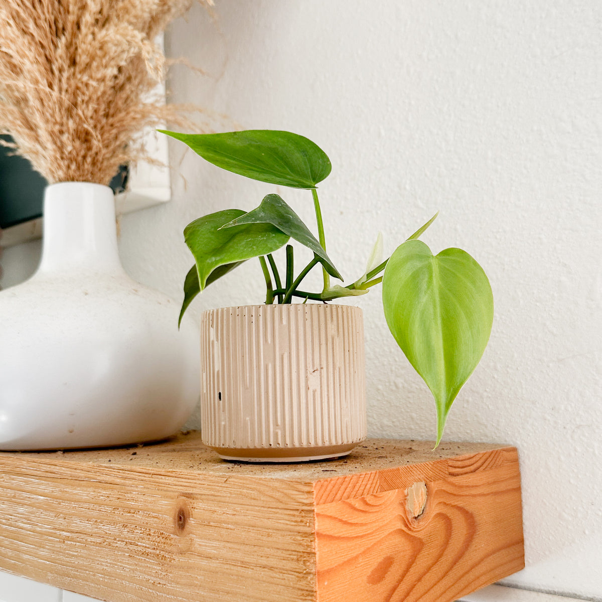 Heartleaf Philodendron displayed in a decorative planter on a wooden shelf showing its trailing green foliage in a home setting.