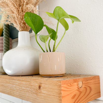 Jade Pothos displayed in a decorative planter on a wooden shelf showing its green trailing foliage in a home setting.