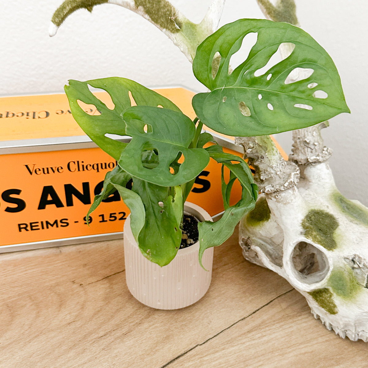 Monstera Adansonii displayed indoors as a tropical houseplant with trailing green fenestrated foliage.