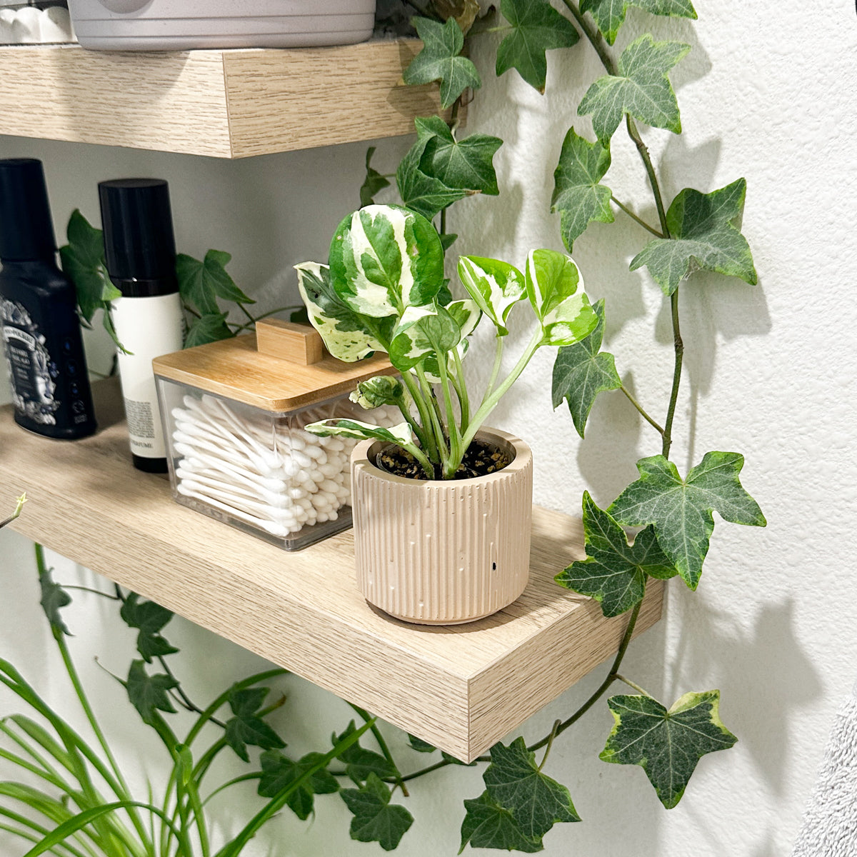 N’Joy Pothos displayed in a decorative planter on a wooden shelf surrounded by trailing houseplants and indoor greenery.