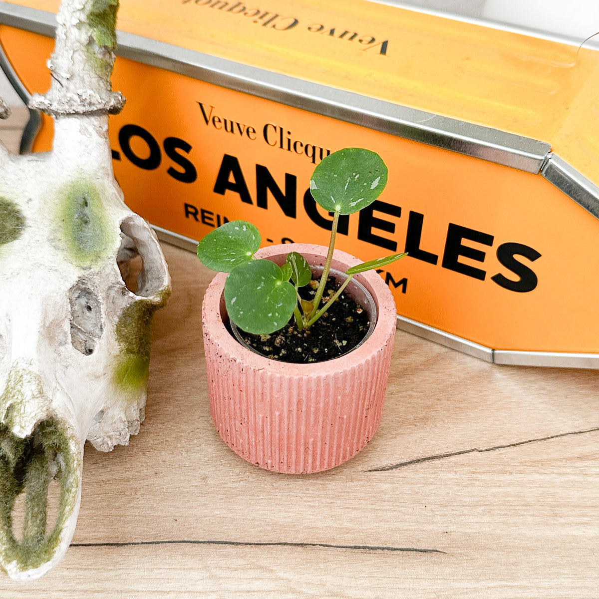 Chinese Money Plant displayed in a small pink decorative planter on a wooden shelf with home decor.