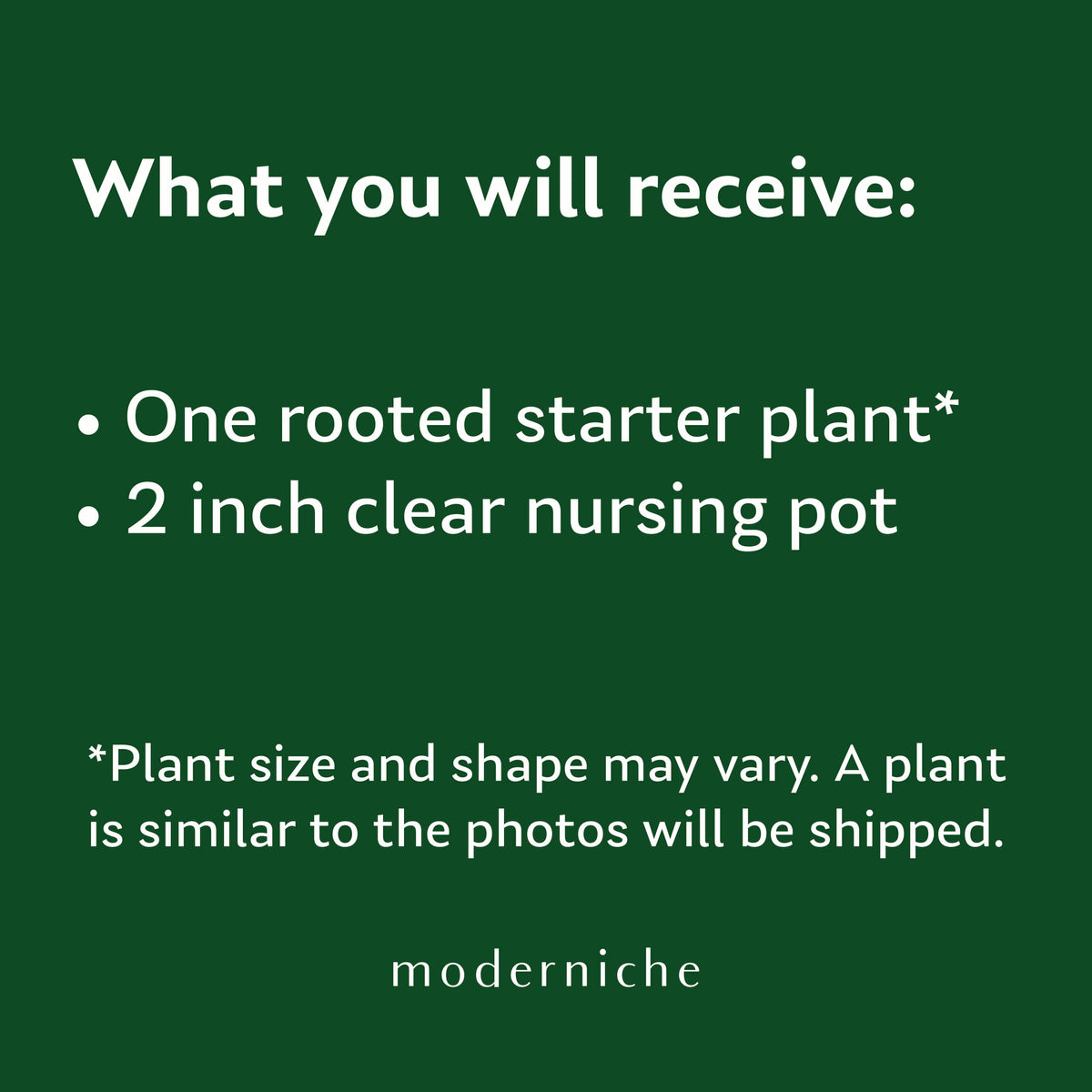 Moderniche starter plant includes one rooted live houseplant in a 2-inch clear nursery pot. Plant size and shape may vary from photos.