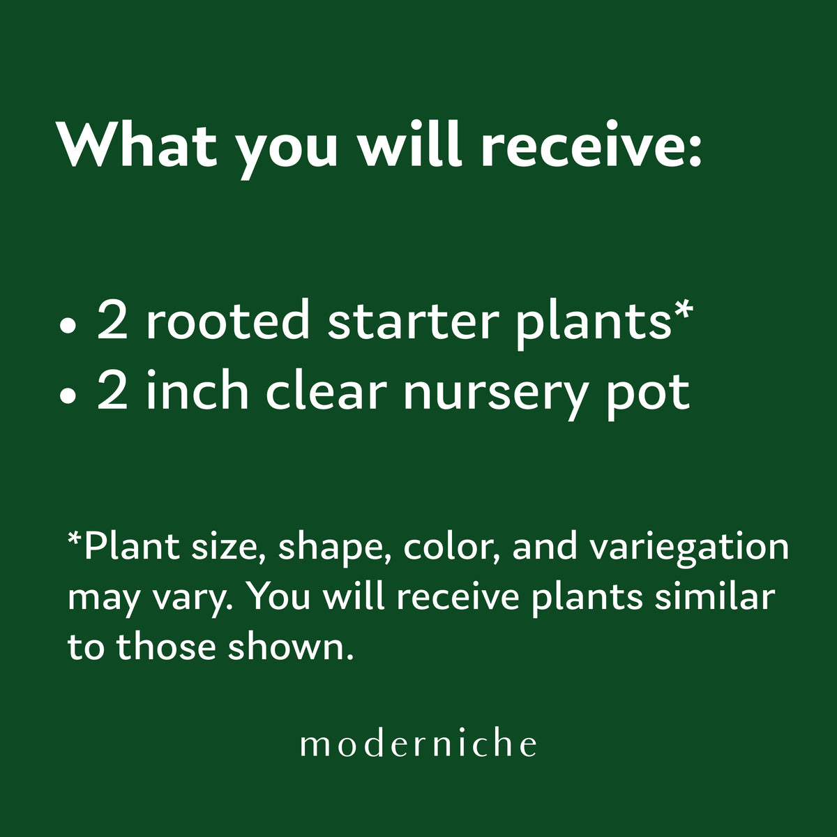 Moderniche starter plant includes two rooted live houseplant in a 2-inch clear nursery pot. Plant size and shape may vary from photos.