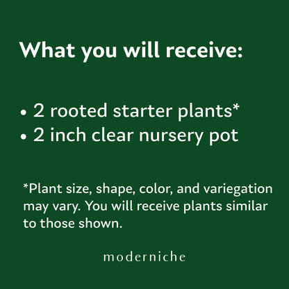Moderniche starter plant includes two rooted live houseplant in a 2-inch clear nursery pot. Plant size and shape may vary from photos.