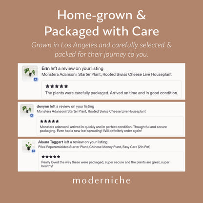 Moderniche live houseplants home-grown in Los Angeles and carefully packaged for shipping, featuring five-star customer reviews about healthy plants and secure packaging.