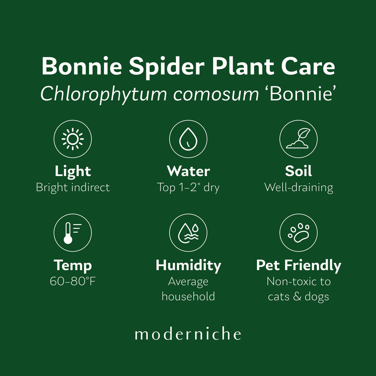 Bonnie Spider Plant care guide: bright indirect light, water when top 1–2 inches are dry, well-draining soil, 60–80°F, average humidity, and pet-friendly.