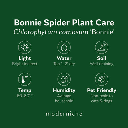 Bonnie Spider Plant care guide: bright indirect light, water when top 1–2 inches are dry, well-draining soil, 60–80°F, average humidity, and pet-friendly.